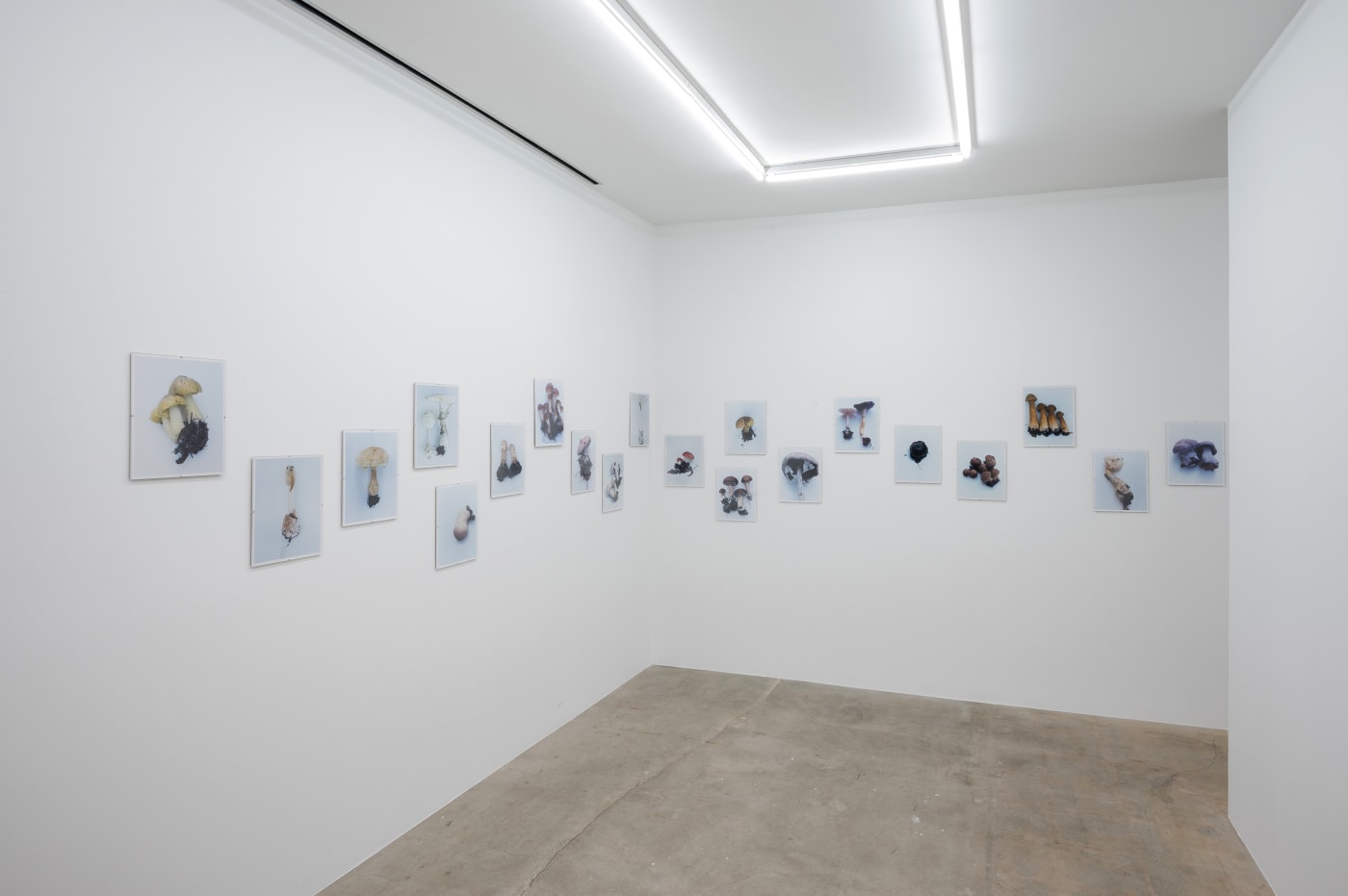 Takashi Homma