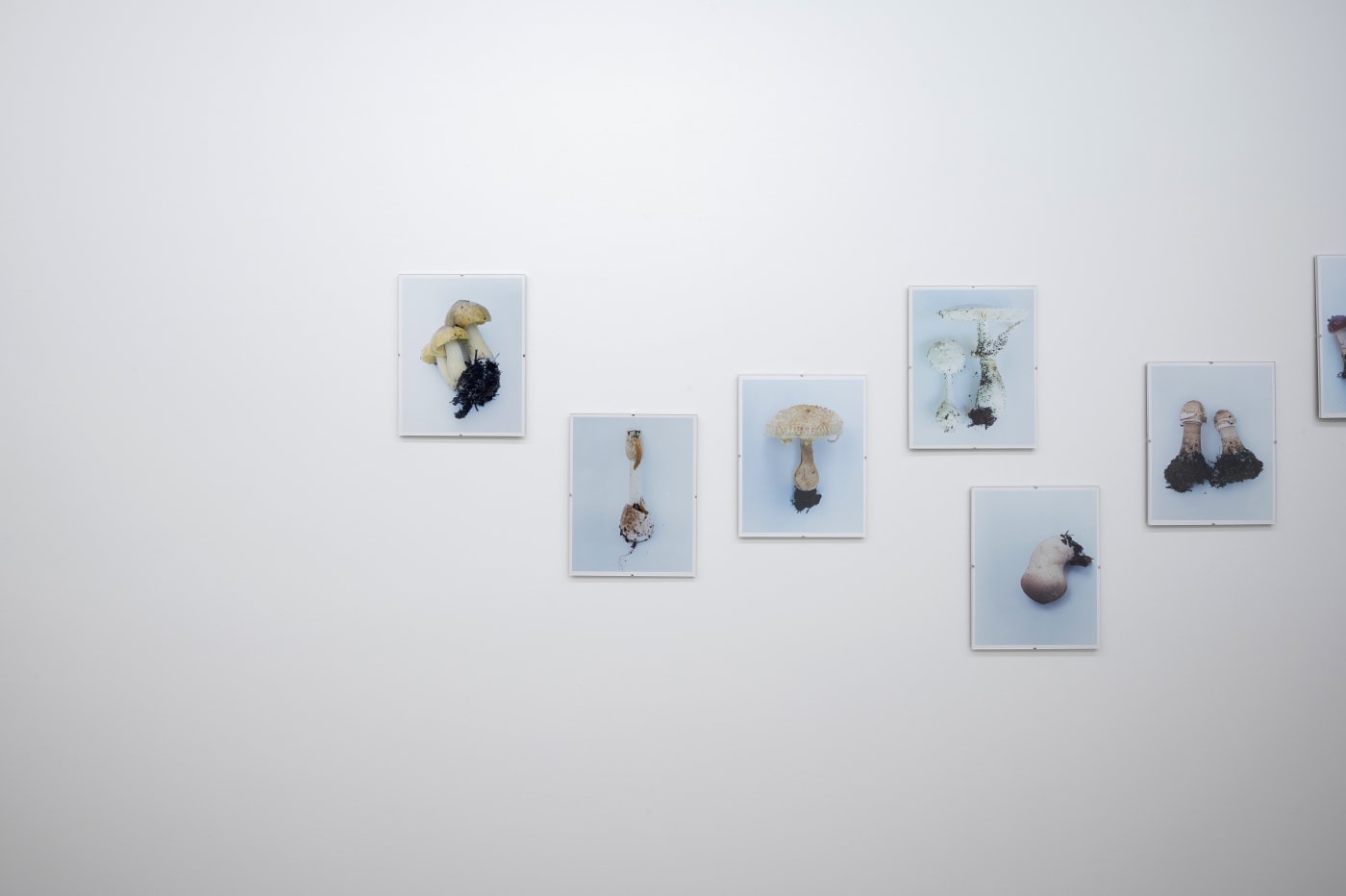 Takashi Homma