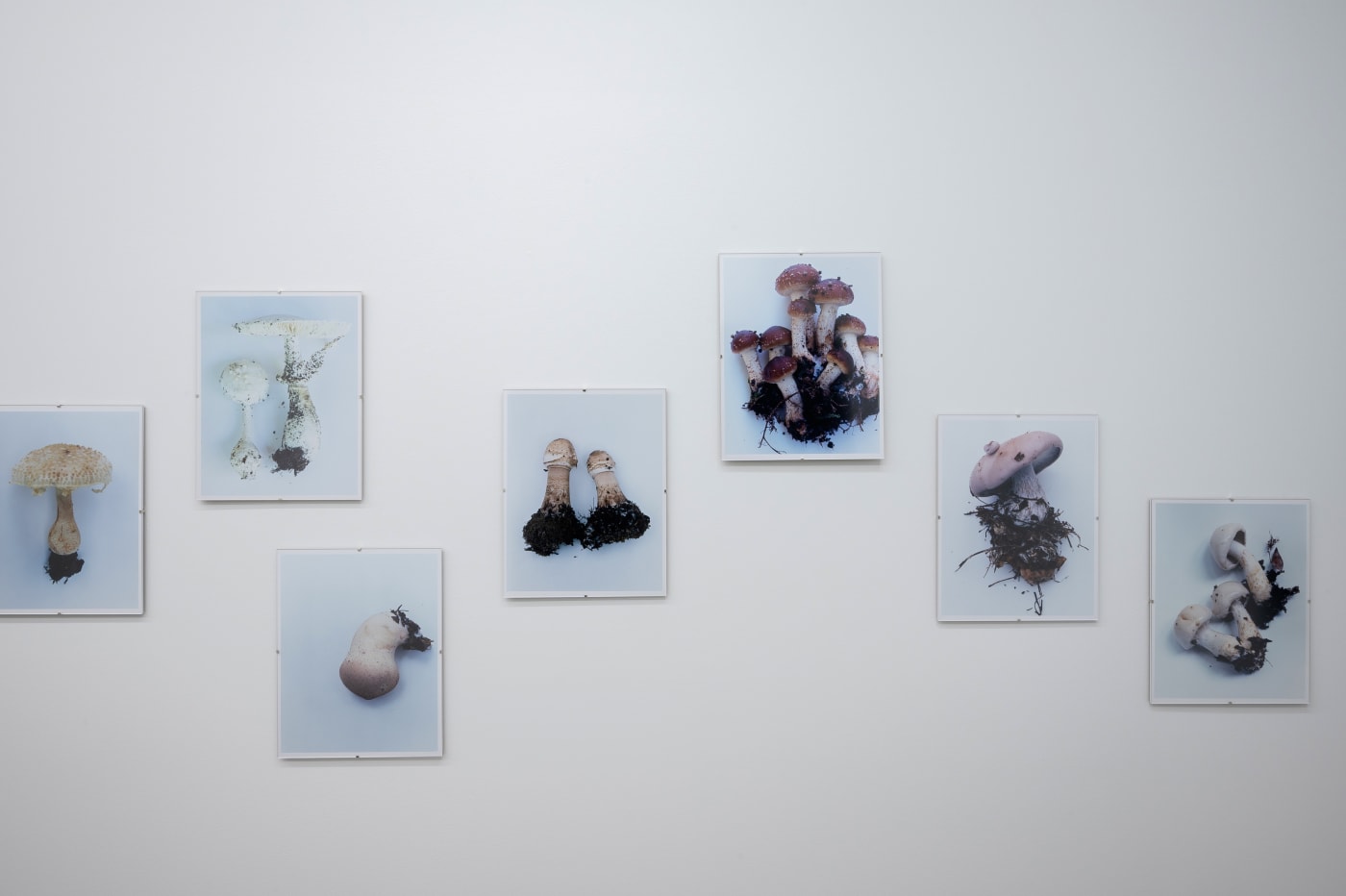 Takashi Homma