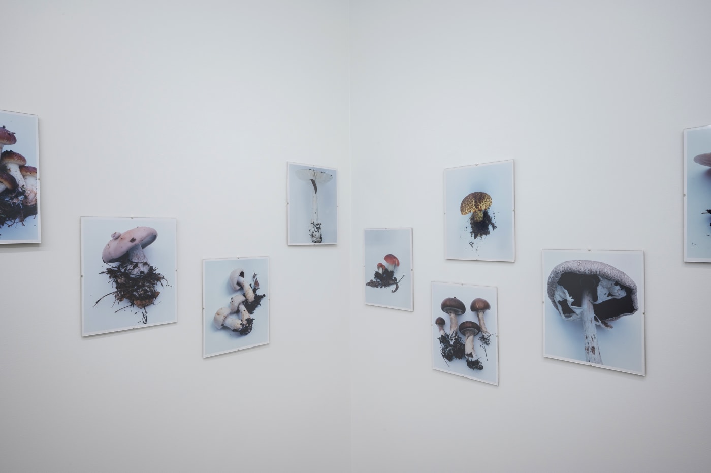 Takashi Homma