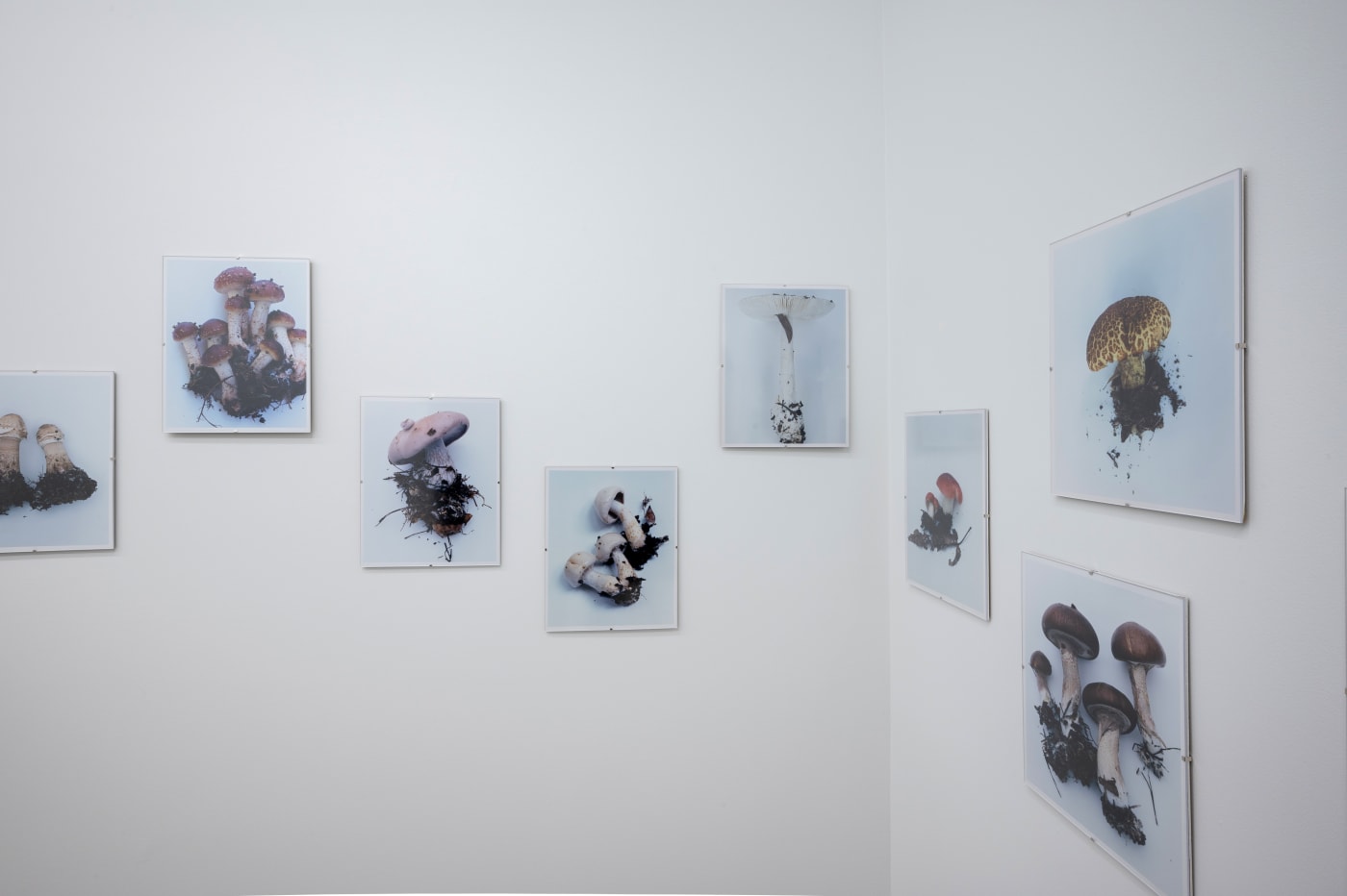 Takashi Homma