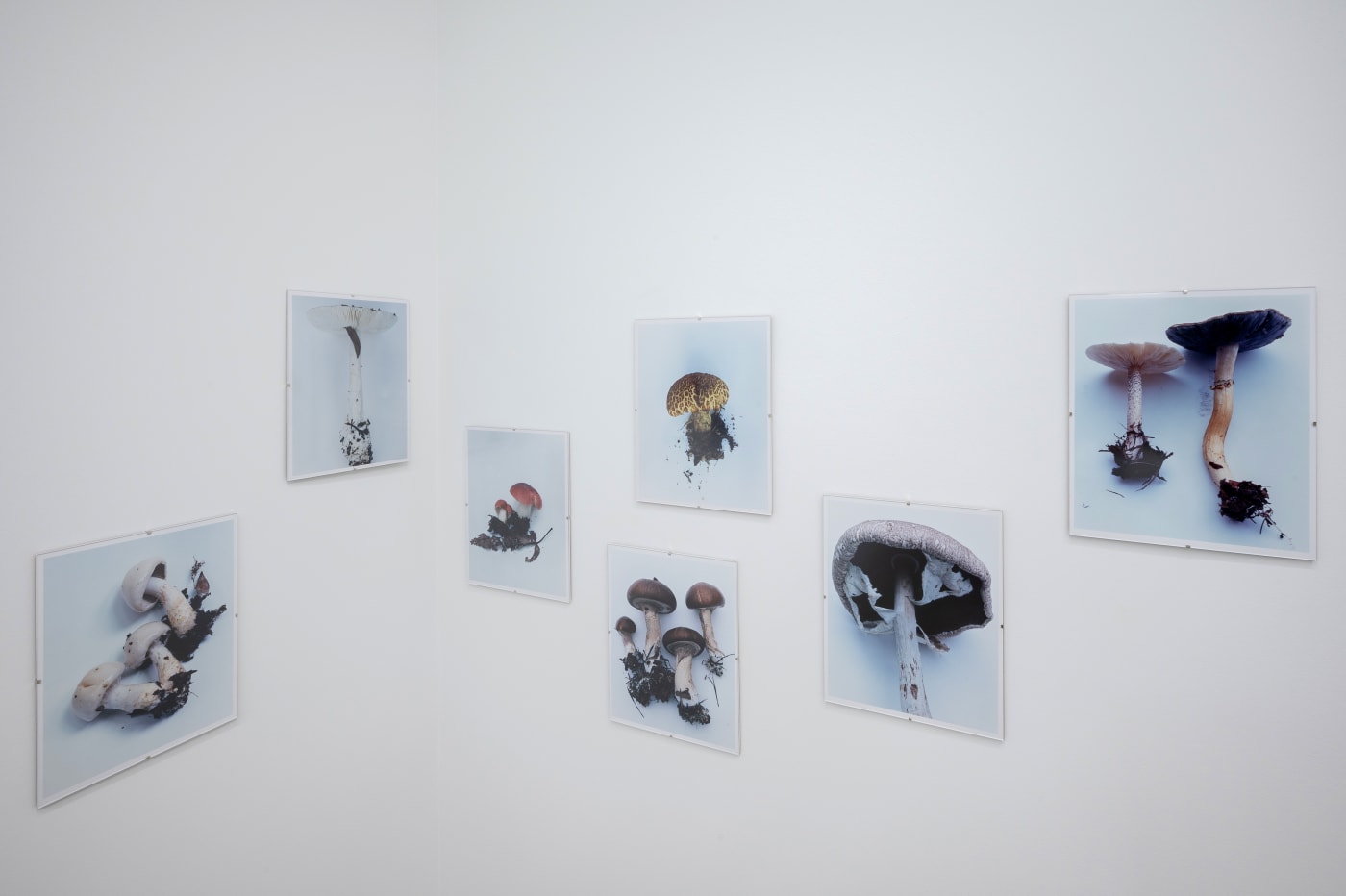 Takashi Homma