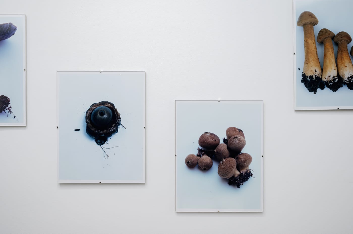 Takashi Homma