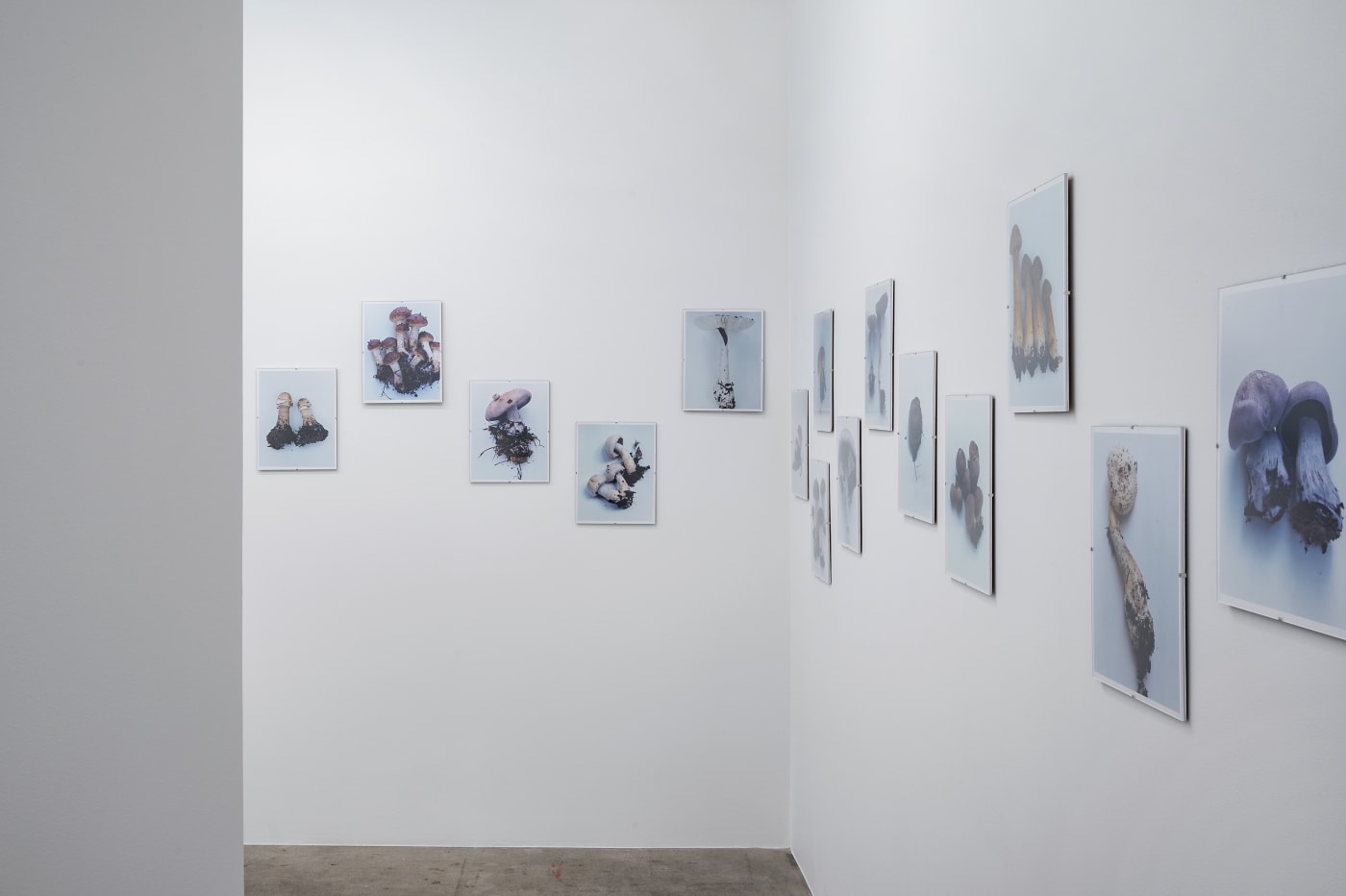 Takashi Homma