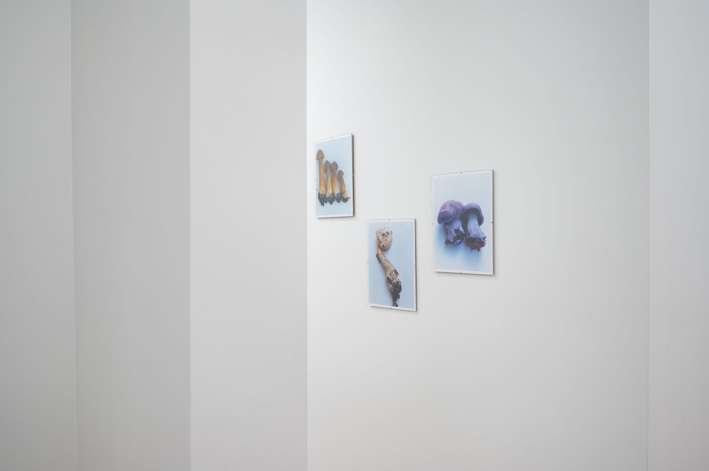 Takashi Homma