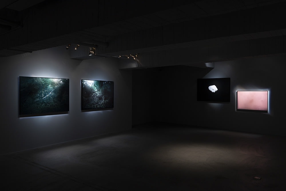 New Forest by Robert Zhao Renhui