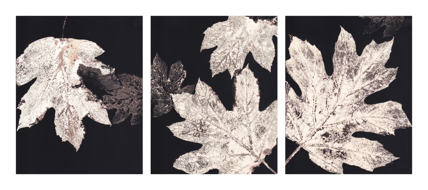 Louise Tunnard, Canopy Triptych II, 2023