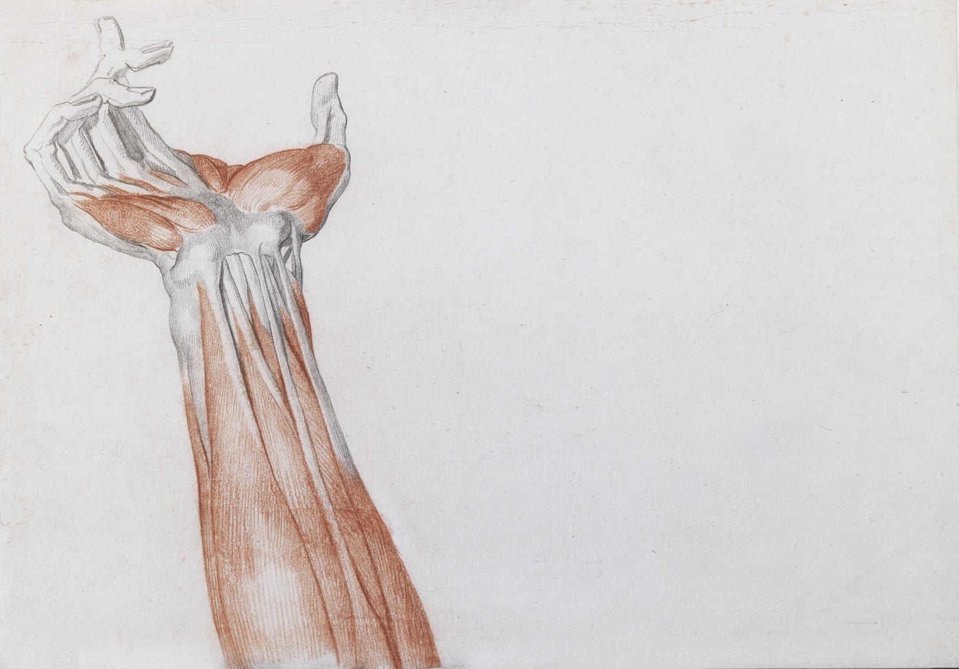 Disegno miologico. Avambraccio e mano