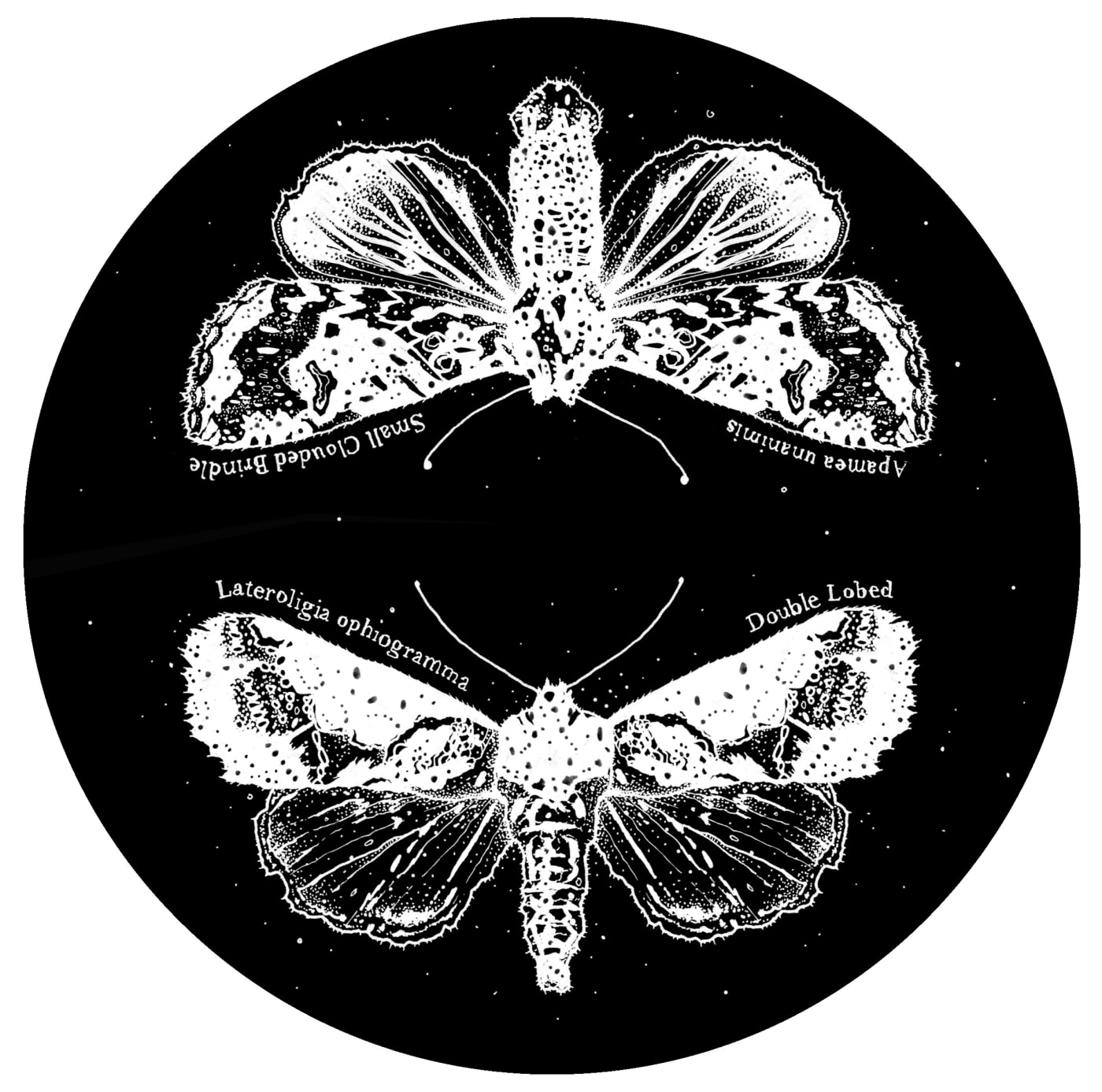 Lepidoptera