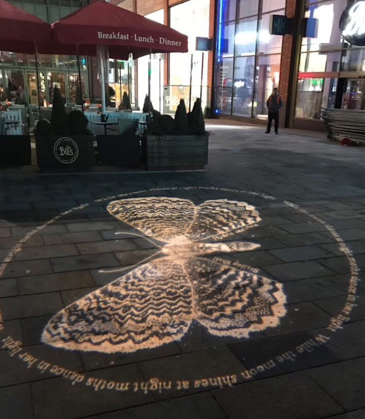 Lepidoptera