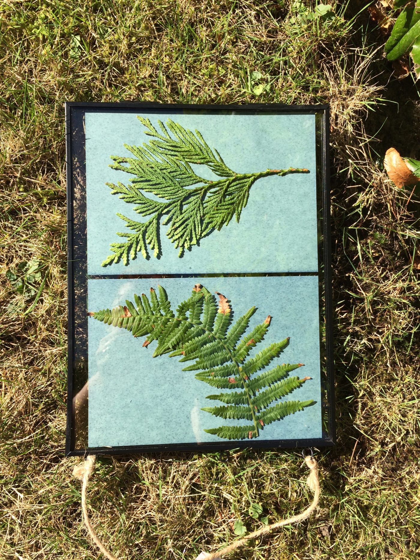 Herbarium