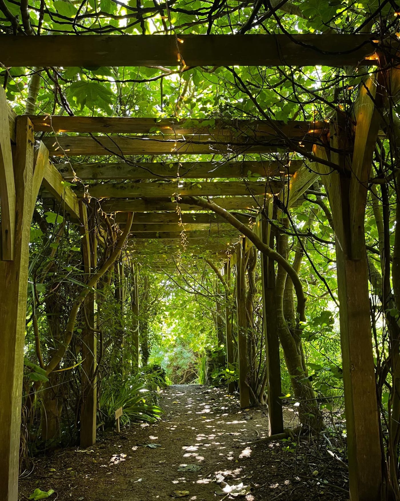 Ventnor Botanic Gardens