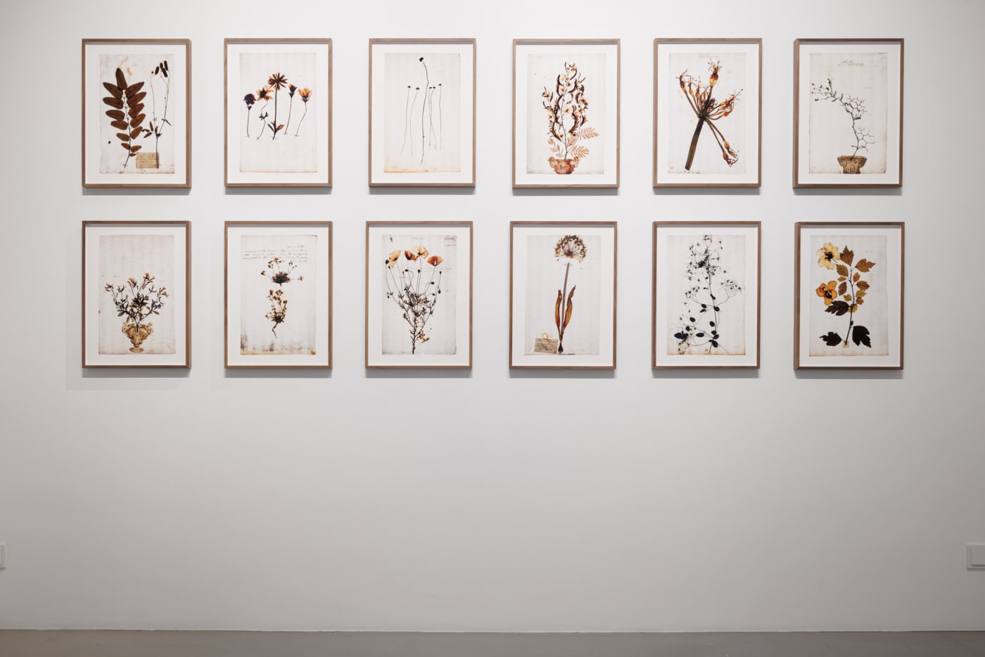 A Linnean collection