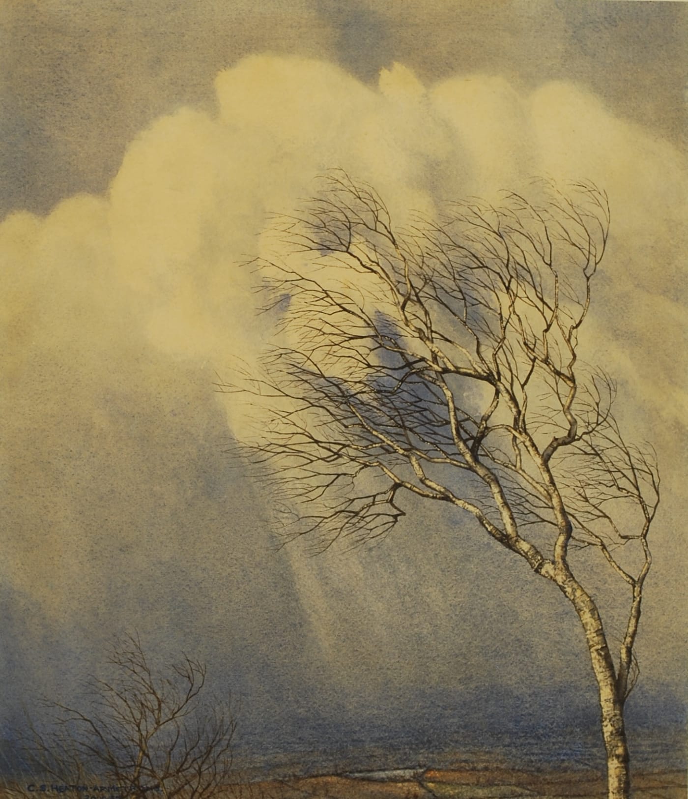 C.S Heaton-Armstrong (1896-1975), A Birch Tree in the Wind