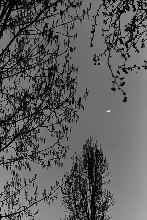 김대수 : Trees From the People