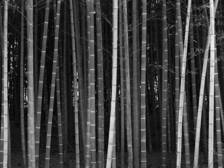 김대수 : Trees From the People