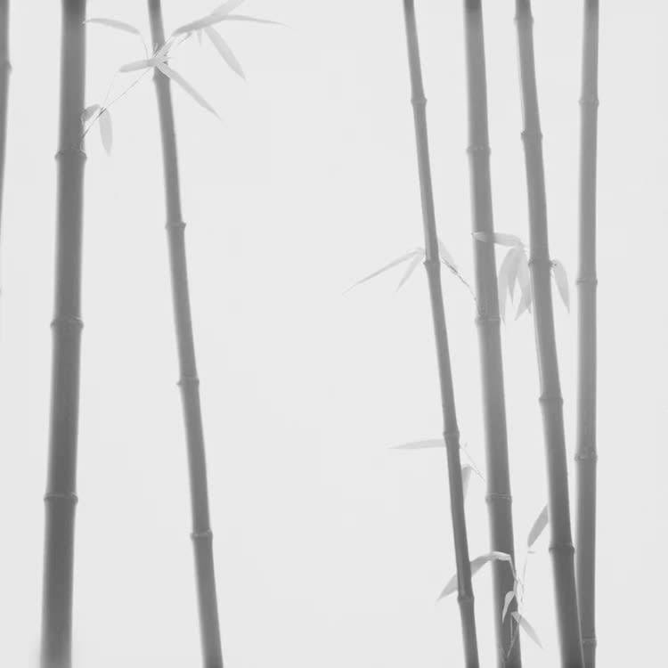 최병관 : BAMBOO