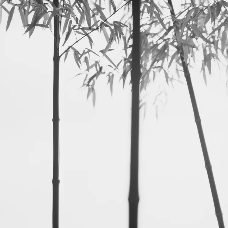 최병관 : BAMBOO