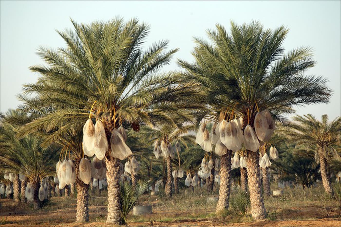 RETURN (video still), 2004–ongoing, Video installation, vinyl wall text timeline, date palms, a small shelf holding a few date syrup cans and a Babylon dates of Iraq box
