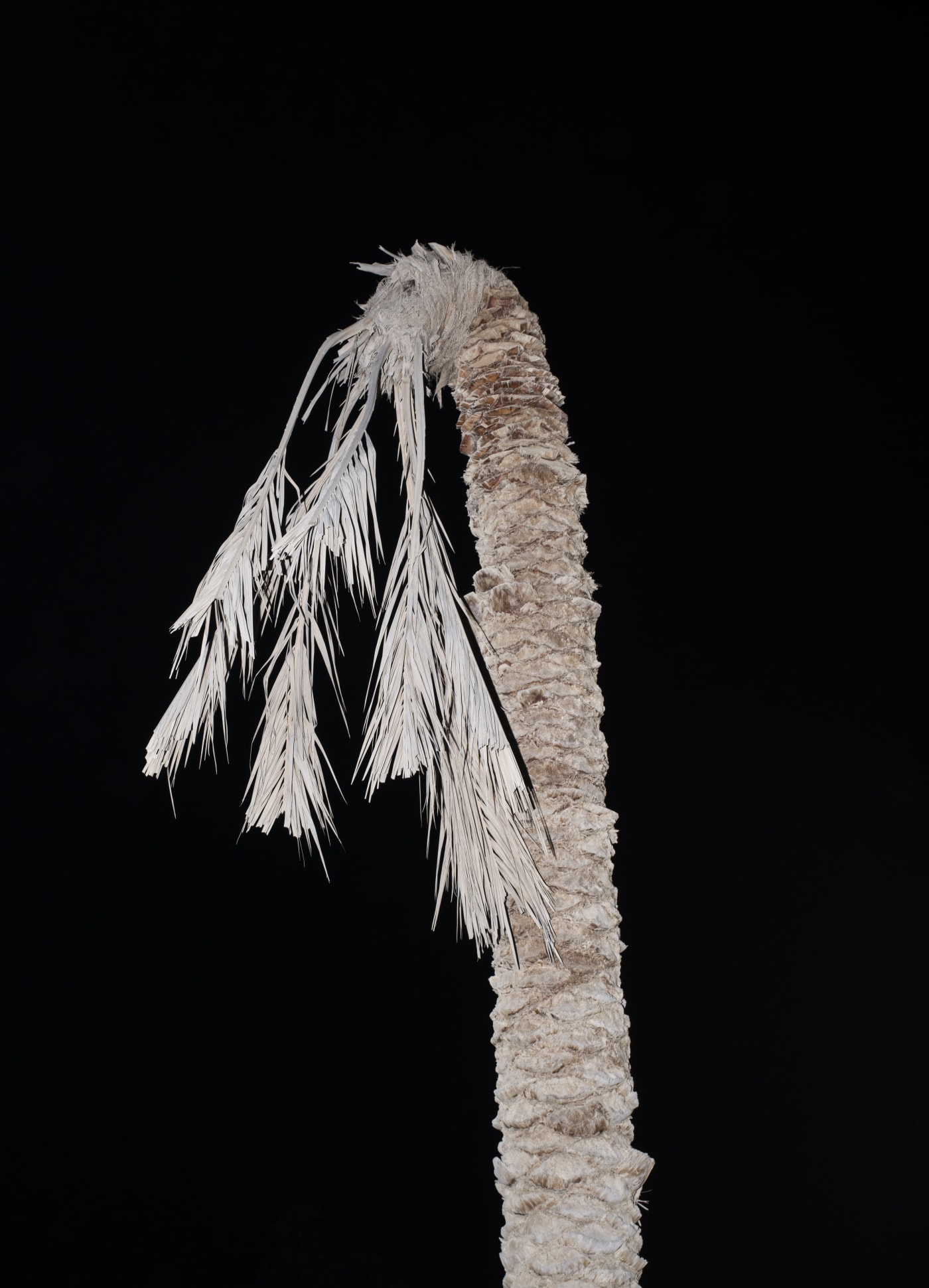 Farah Al Qasimi: Blue Desert Online