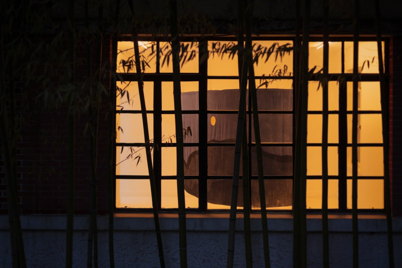 Miranda Fengyuan Zhang: A World Without Us