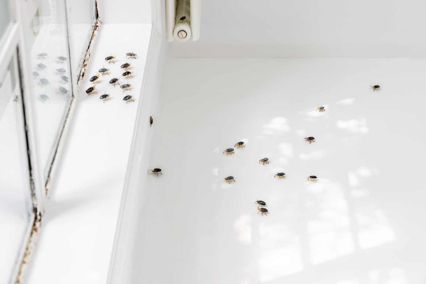 Elizabeth Jaeger: Contempt