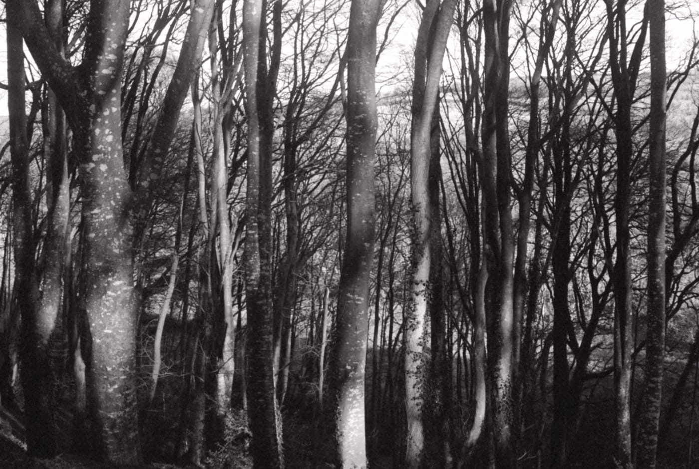 Caroline Marrack, Song of the wood - Grushill, 2021