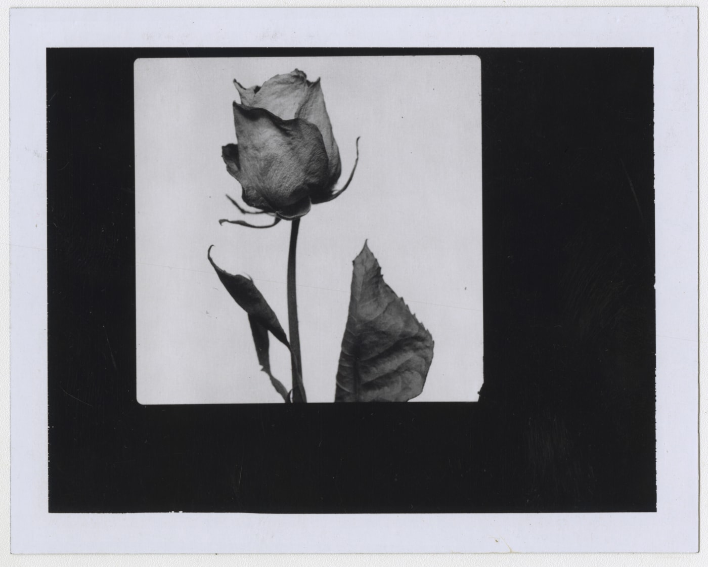 Rose © David Bailey