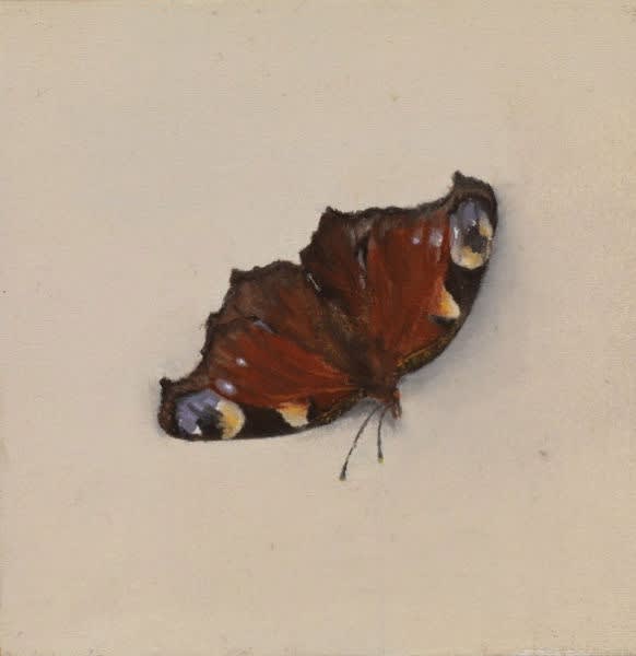 Dagpauwoog - 2014 - olieverf op katoen op paneel - 10 x 10 cm