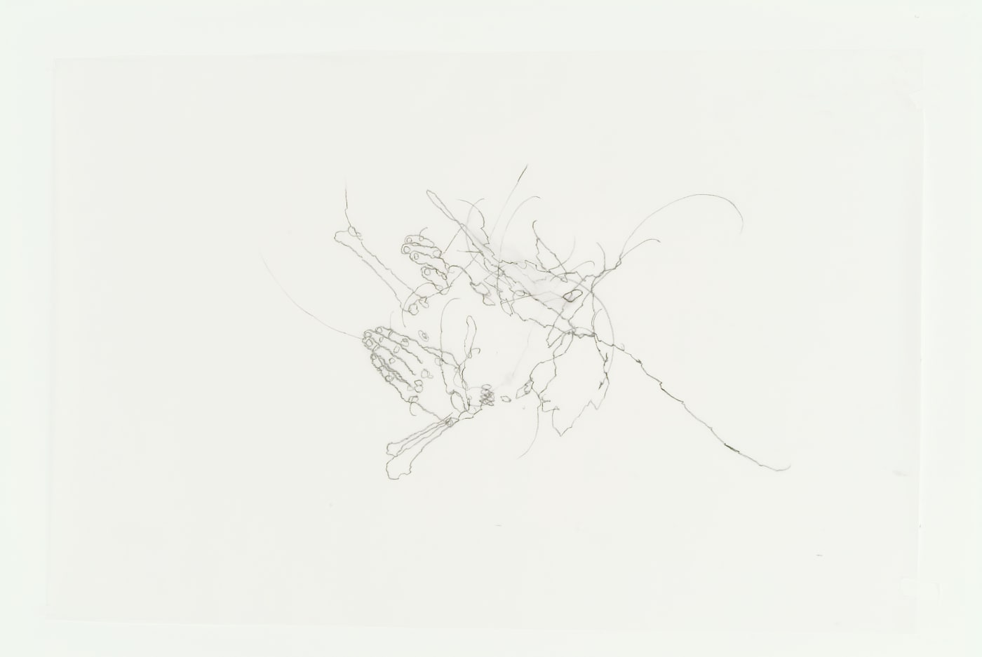 Chloe Piene