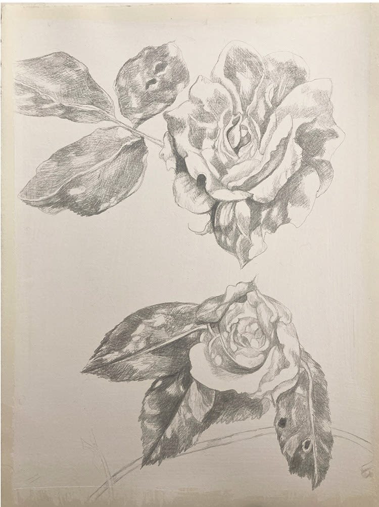 Two Roses, (2024) silverpoint on Arches paper, 11 1/2" x 15 1/2", Eddie Hebert