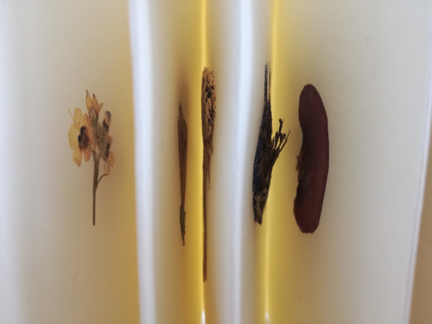 Pascale Lorge, Flos I Large, 2019