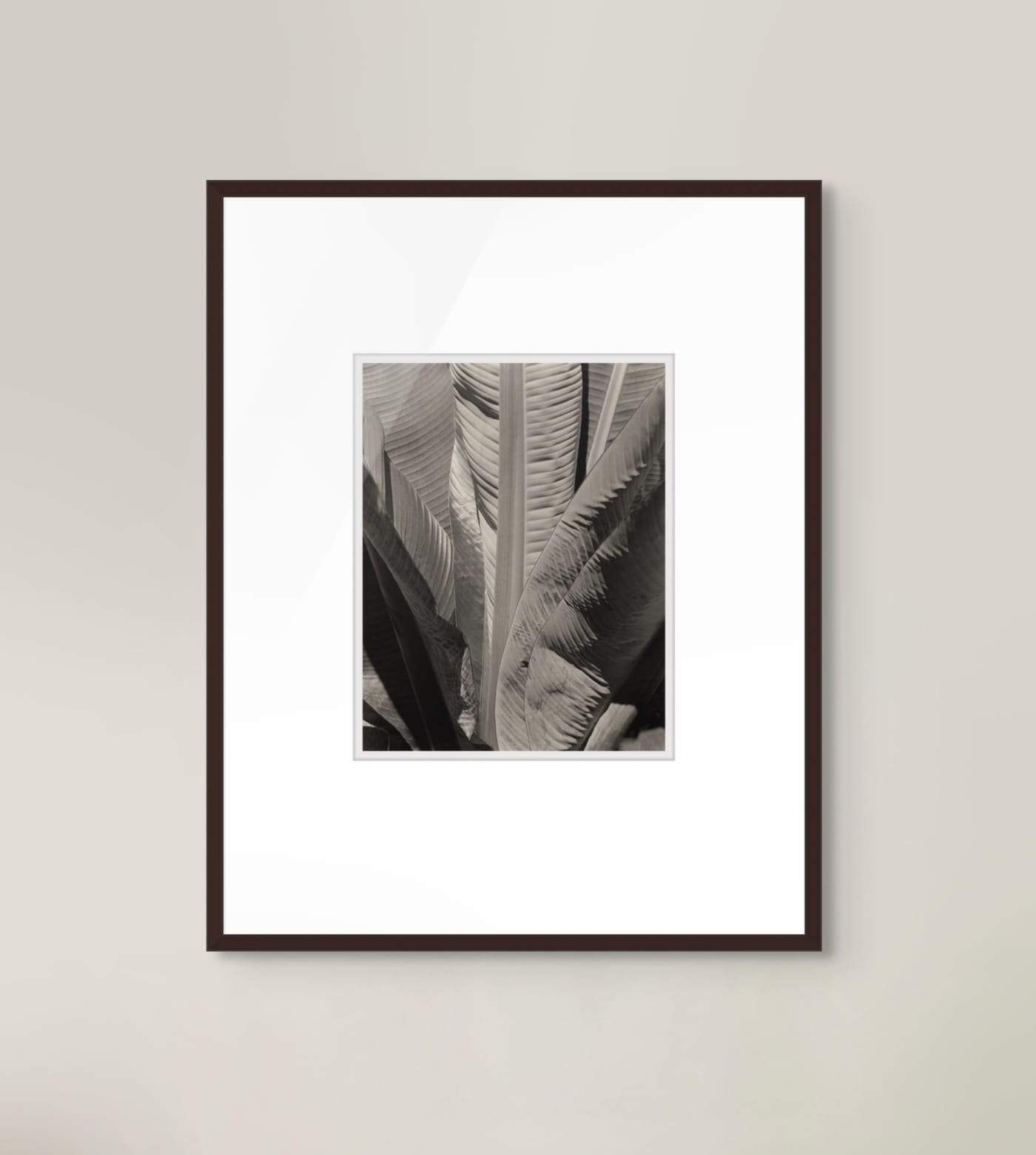Banana Leaves, 1929 by Imogen Cunningham