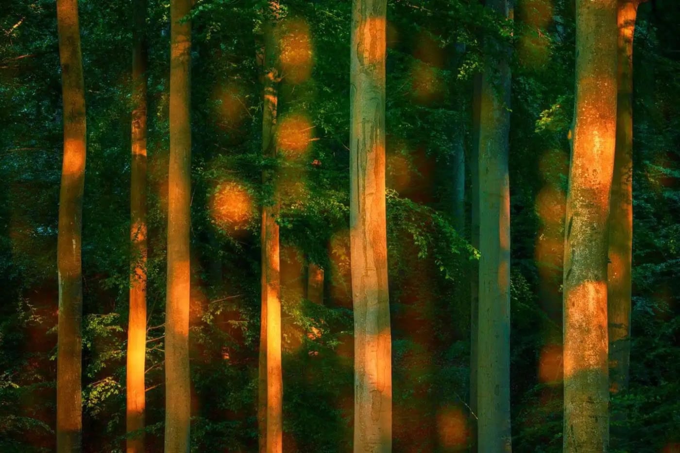 Sandra Bartocha Freckled Light