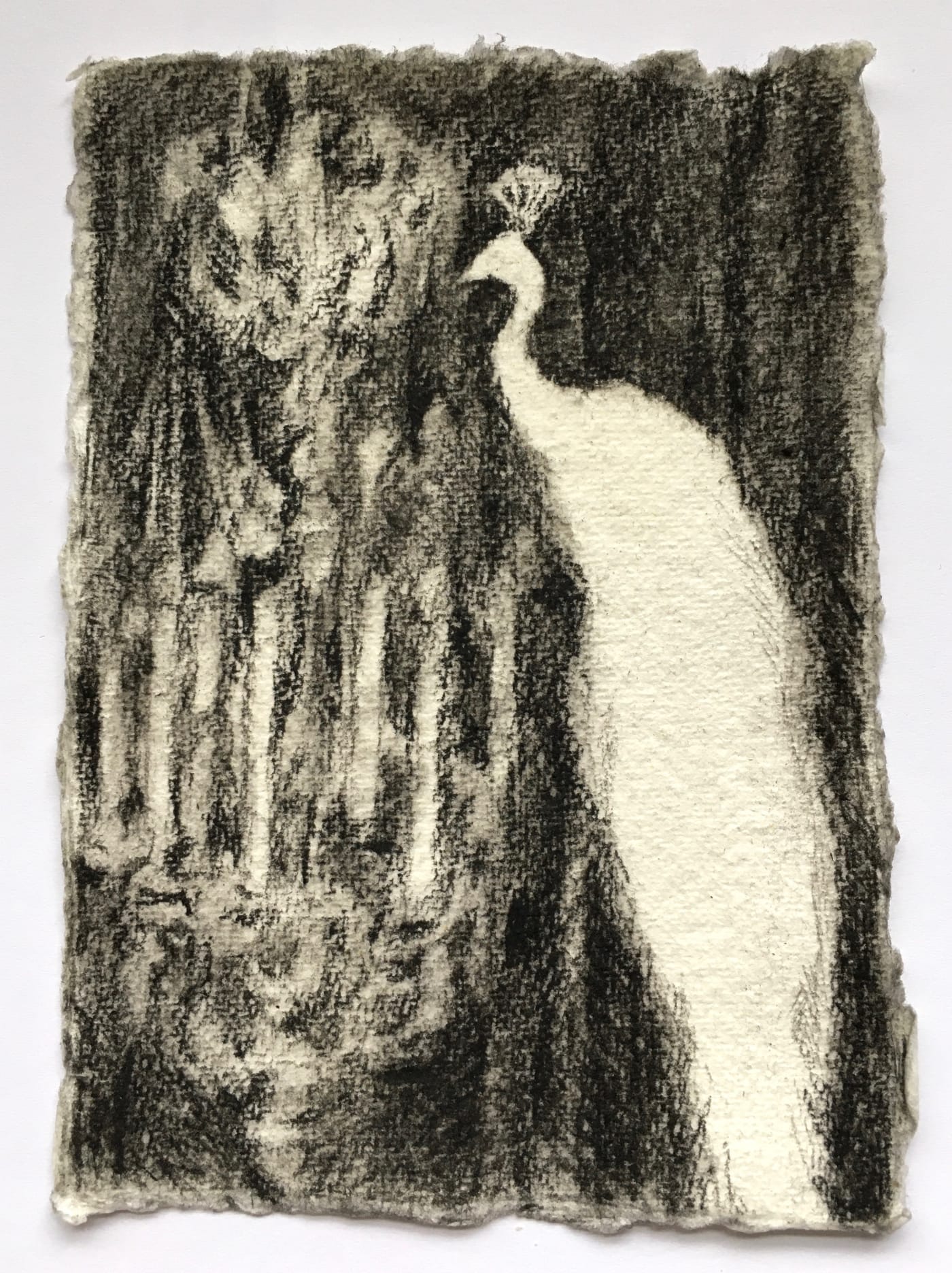 Yang Xu