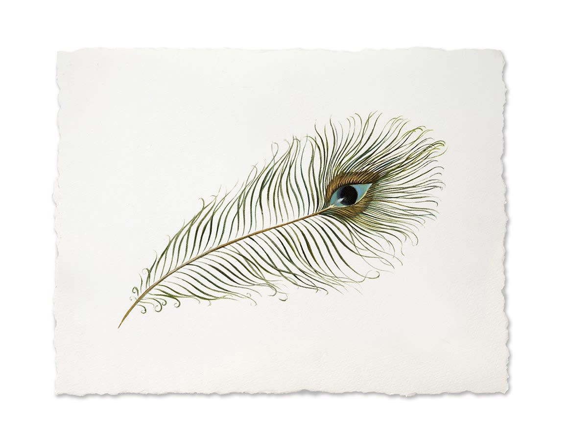 PEACOCK FEATHER