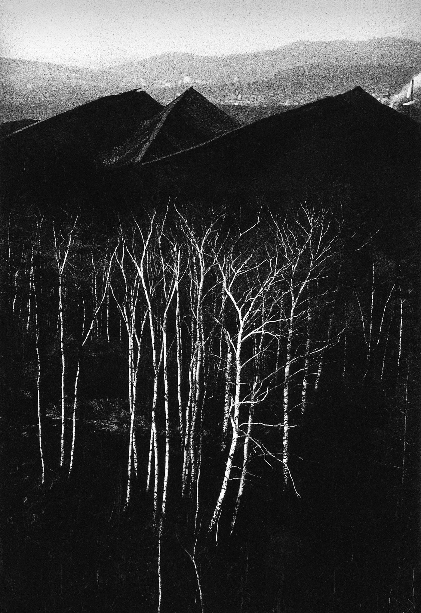 Michal Cala, Forest at the bottom of the Slagheaps, Walbrzych, 1979