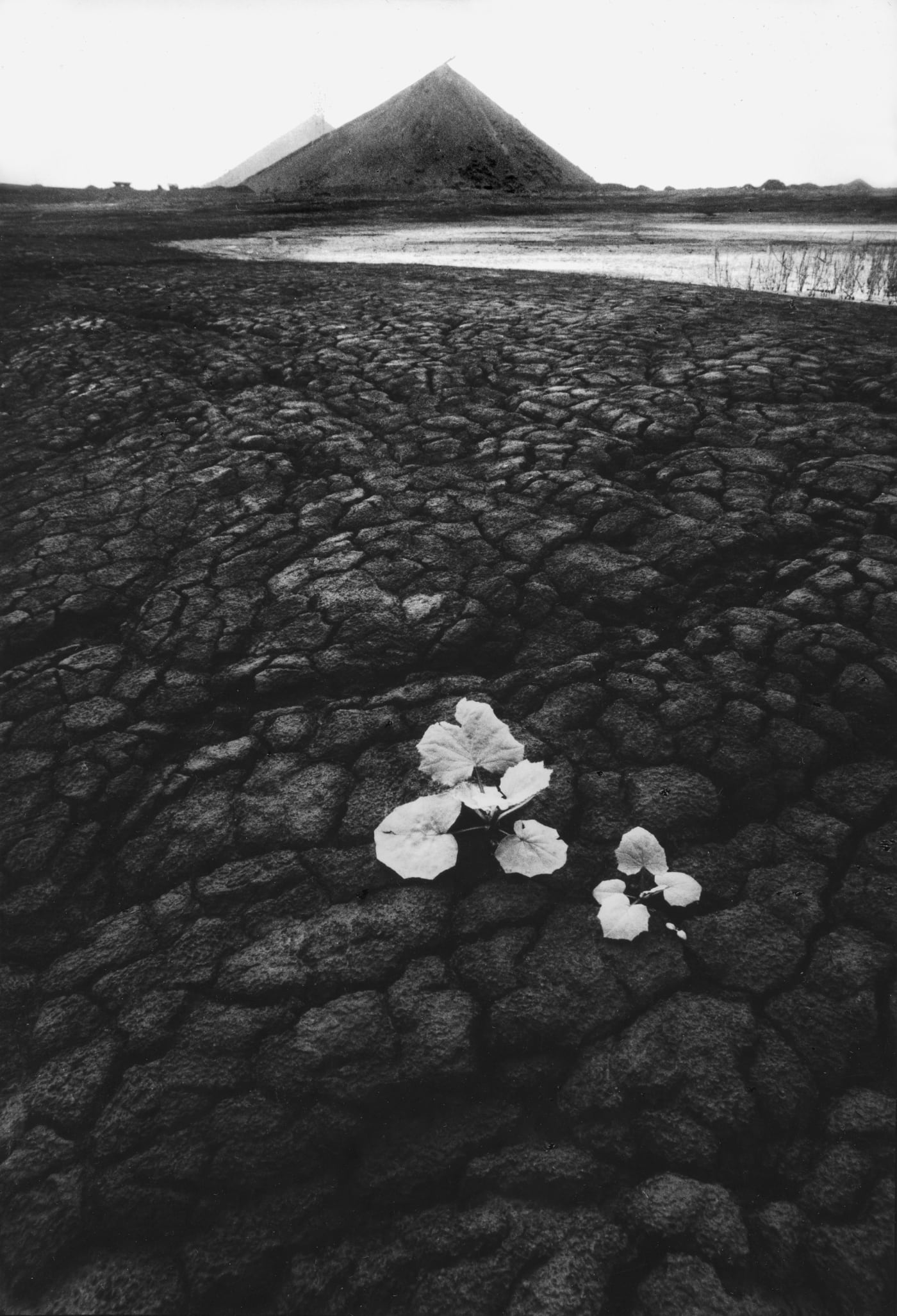 Michal Cala, Polish Silesian landscape, slagheap with desert like landscape and a small plant coming up from the ground, black and white vintage photography, romantic, Japanese drawing influence