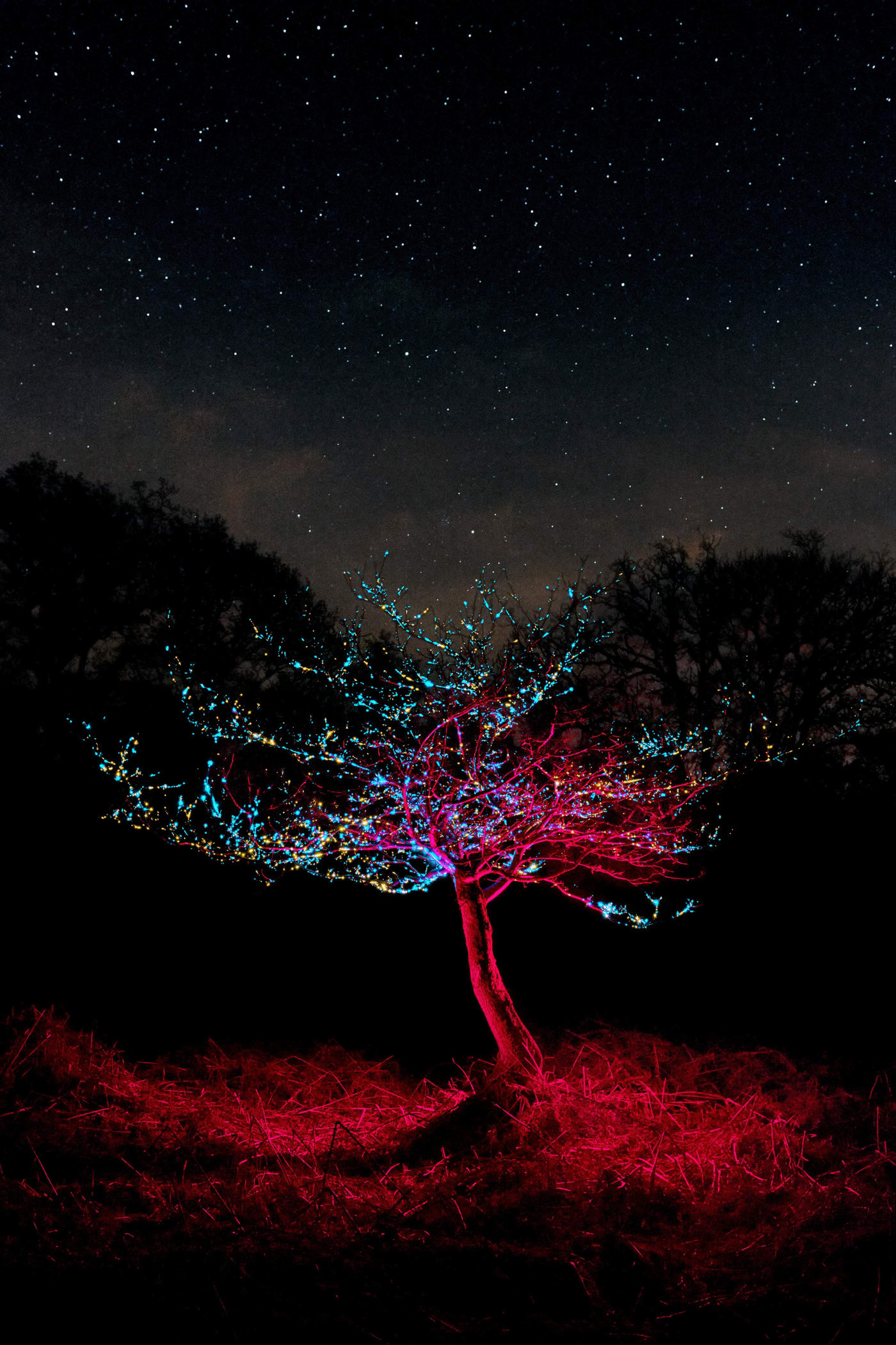 A view of the tree at night with starlight in background, the tree also have sparkly stars on top on the branches, and a tree lit in red and blue silvery lights, very magical and mysterious, its a picture from the series Tree Huggers from the future by Ge