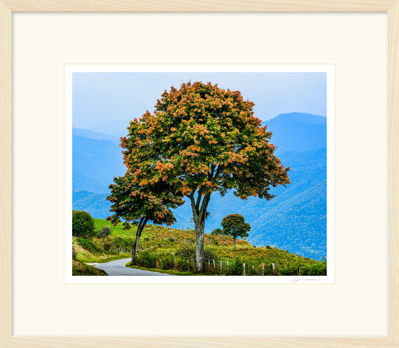 'THREE TREES' Archival Pigment Print on Platinum Etching Fine Art Paper. The print is framed in a Limed Ash Cushion frame, protected with Water White Glass that provides maximum clarity. Available in 3 sizes, framed and ready to hang. Includes first class delivery by courier. Edition of 3 in each of 3 sizes. Prices from £245.00 including courier delivery to your front door.