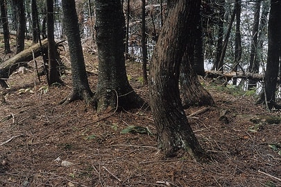 Louis Joncas, Unititled, from the Naturalis series, 2003, C-print, edition of 6, 96.5 x 71 cm