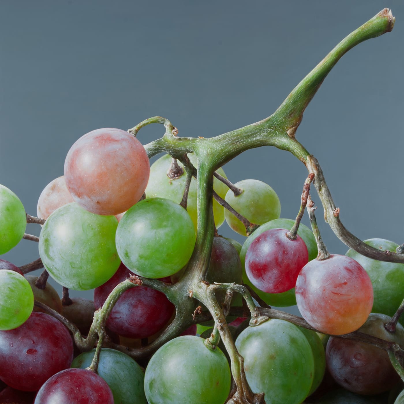 Antonio Castello Grapes IV Oil on linen 120 x 120 cm