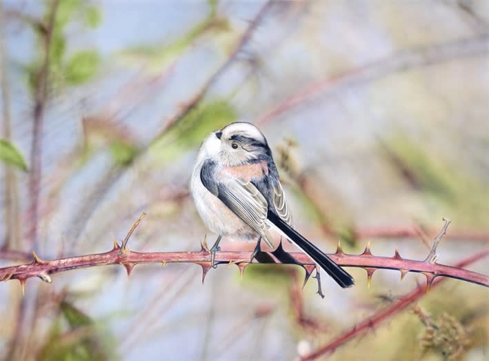 Adrian Smart "Long Tailed Tit" 60 x 81.5 cm Watercolour on board