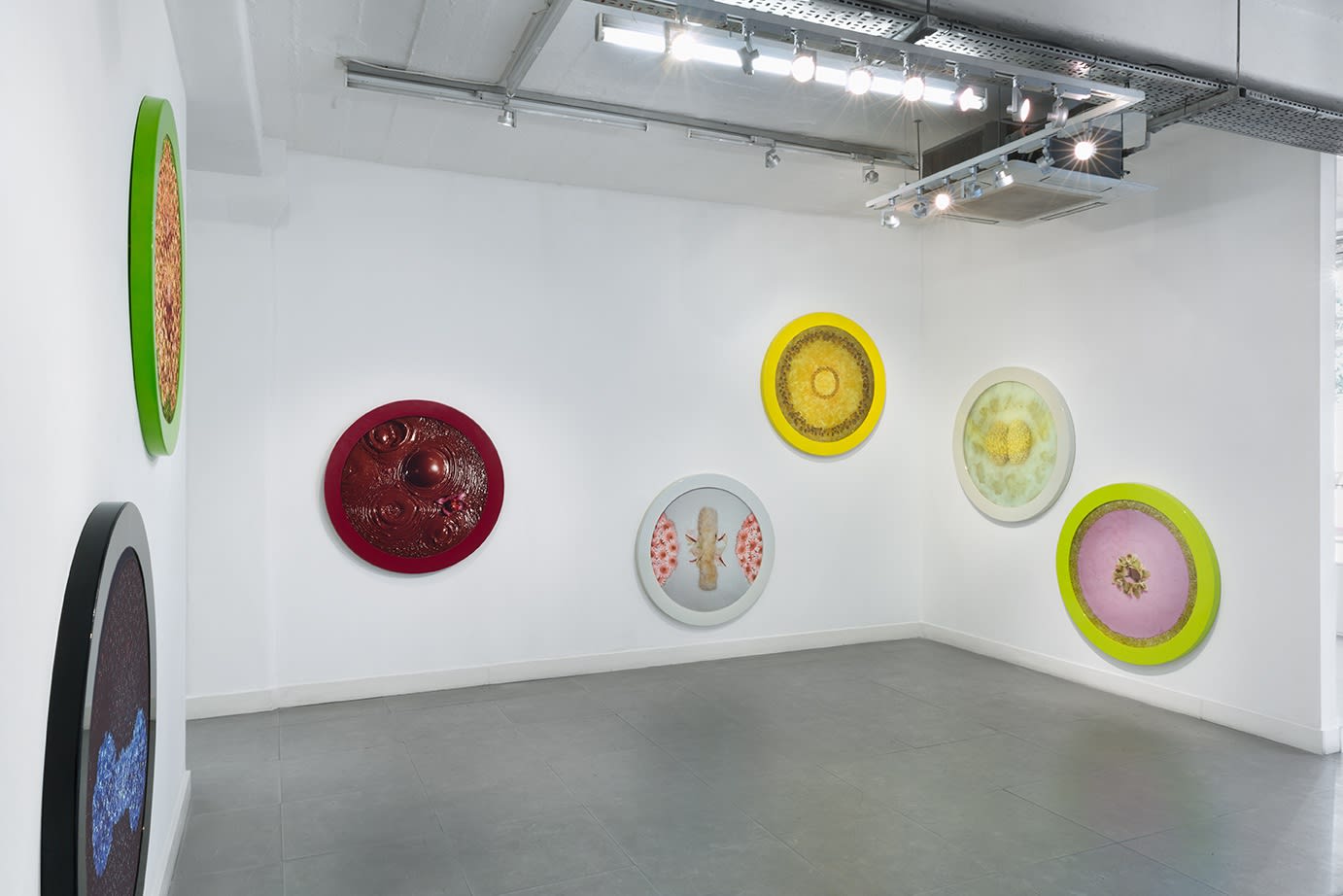 Installation view of HELEN CHADWICK: Bad Blooms at Richard Saltoun Gallery