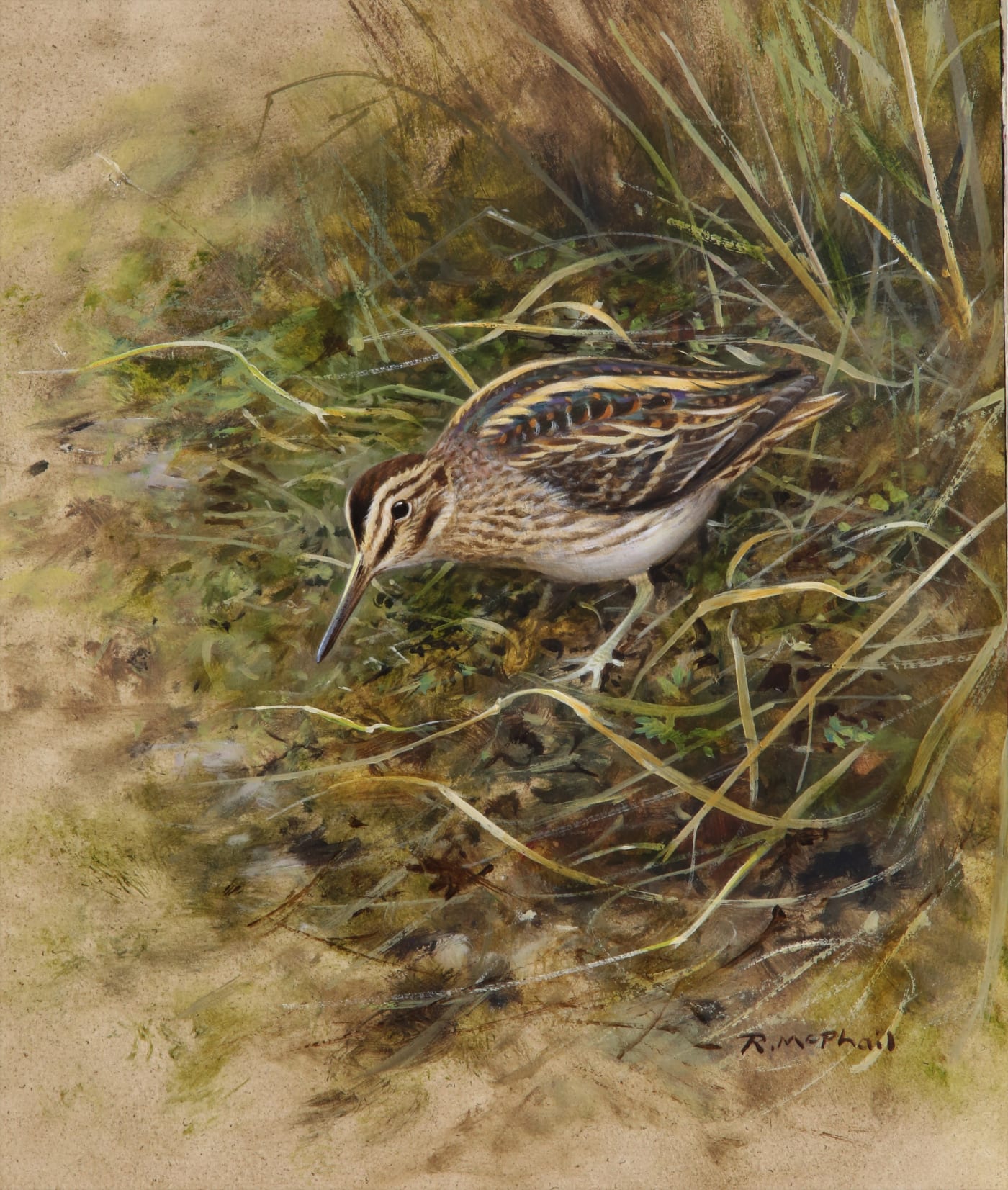 Rodger McPhail, Jack snipe