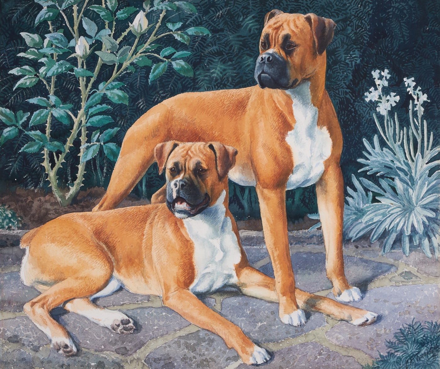 Charles Frederick Tunnicliffe, RA, Two boxer dogs
