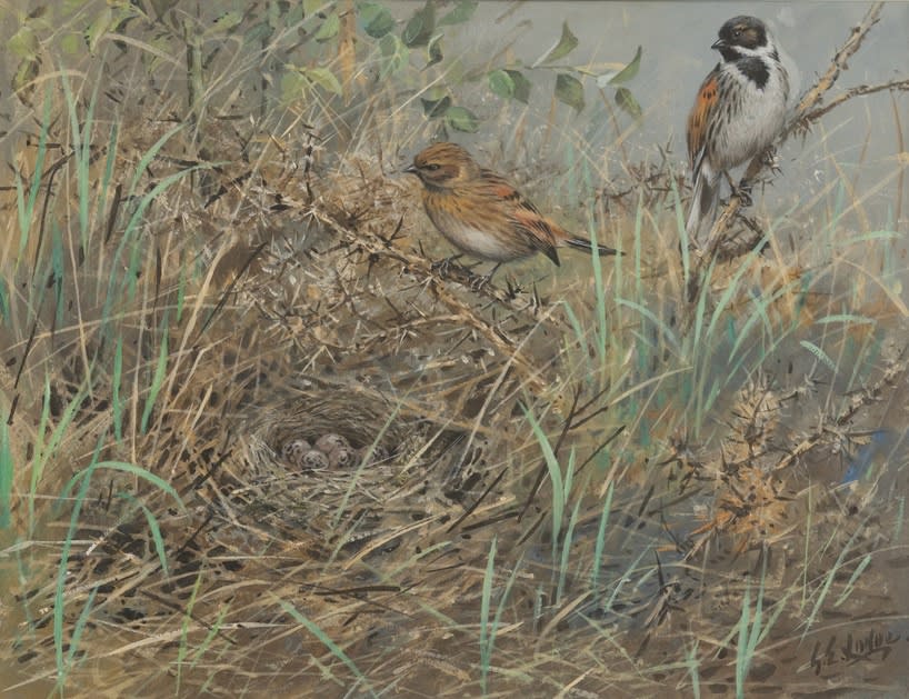 George Edward Lodge, Reed buntings nesting