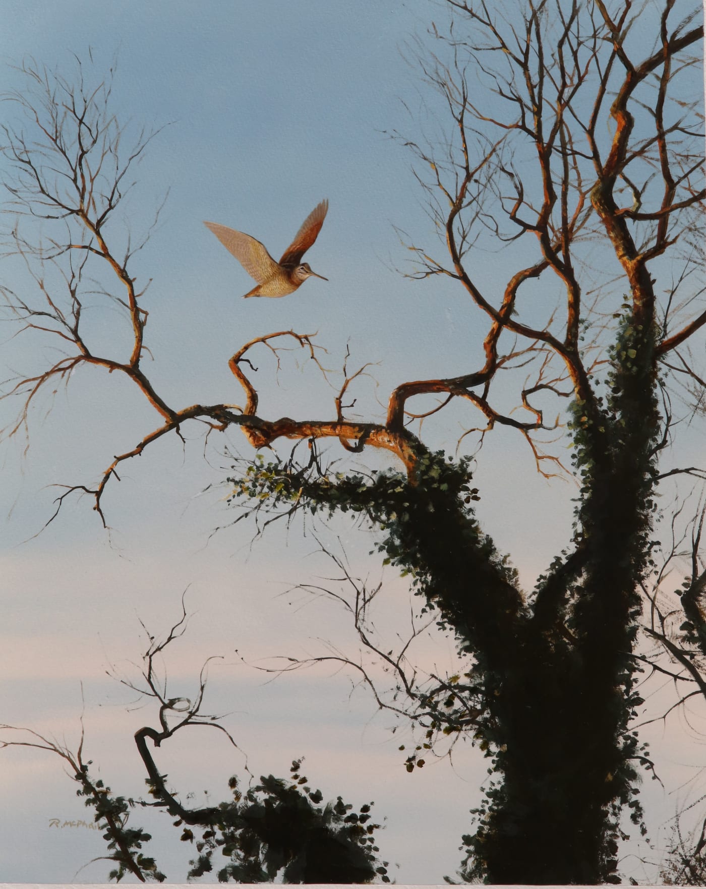 Rodger McPhail, Woodcock in flight