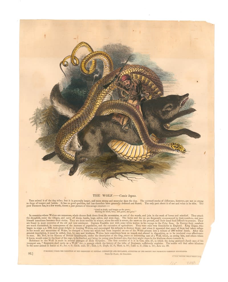 DANIEL HOROWITZ - CANIS LUPUS VAR. LAOCOONTIDIS - 2016 - GOUACHE, COLLAGE, ANTIQUE LITHOGRAPH - 35,5 X 28 CM