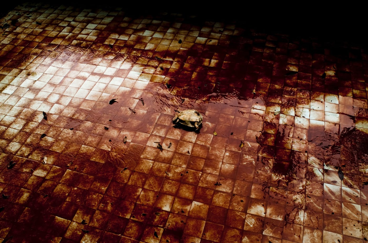 João Castilho, Vade retro, 2012/2013